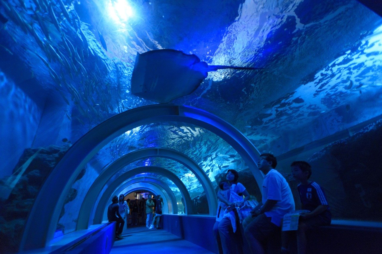 🐠 아오모리 현영 아사무시 수족관 (아오모리켄에이 아사무시 스이조쿠칸) 이미지 5